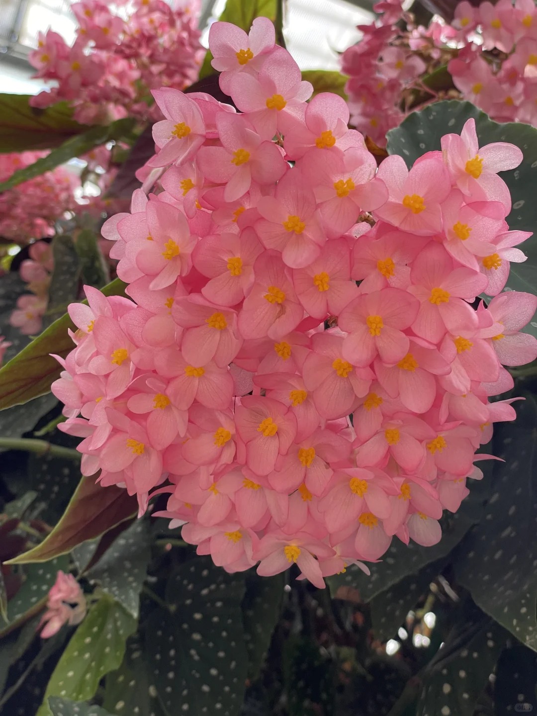 Thu hải đường cá hồi: Cây phong thủy cho người hay gặp may - Ảnh 2. Thu hải đường cá hồi: Cây phong thủy cho người hay gặp may - Ảnh 2.