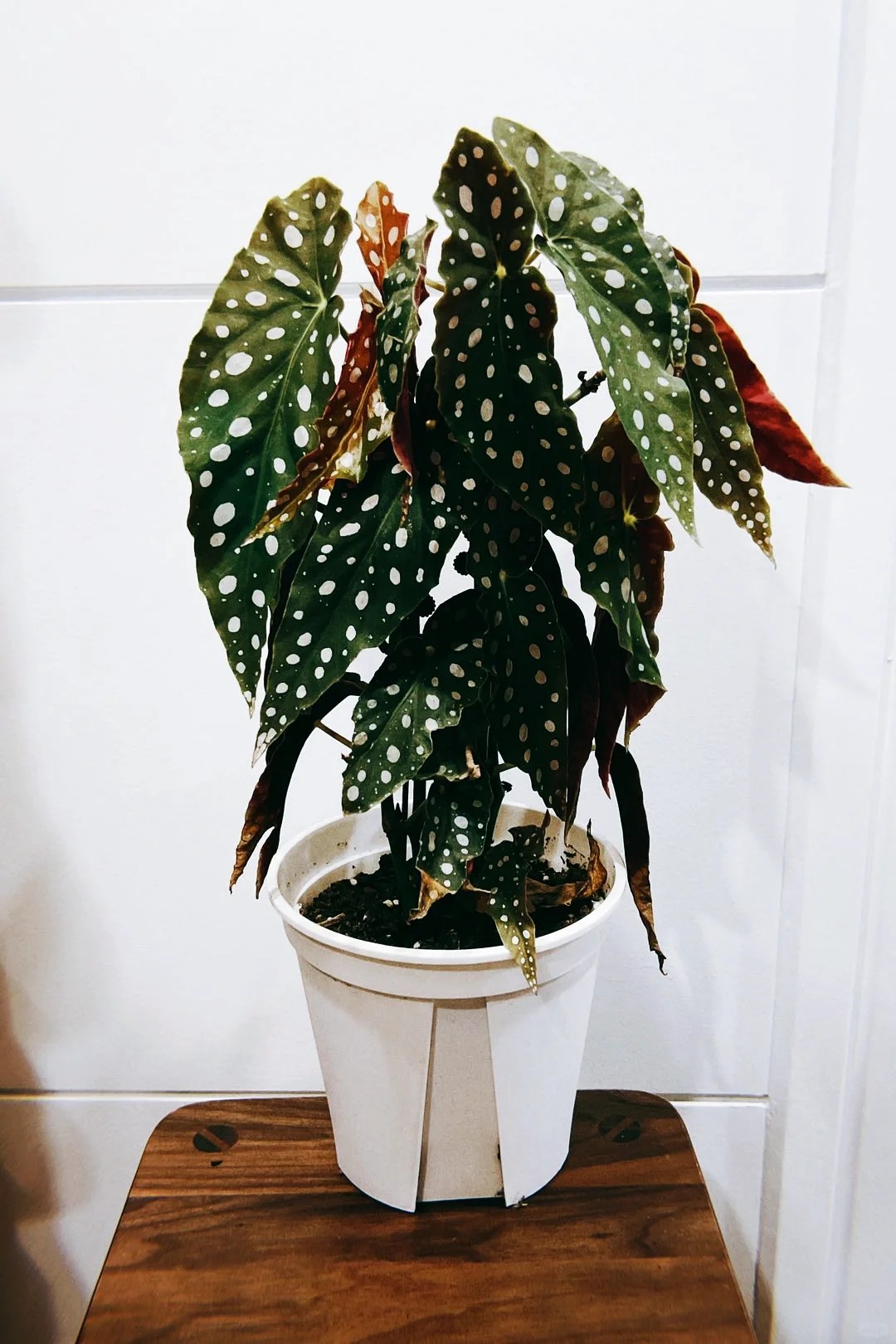 Thu hải đường cá hồi: Cây phong thủy cho người hay gặp may - Ảnh 10. Thu hải đường cá hồi: Cây phong thủy cho người hay gặp may - Ảnh 10.