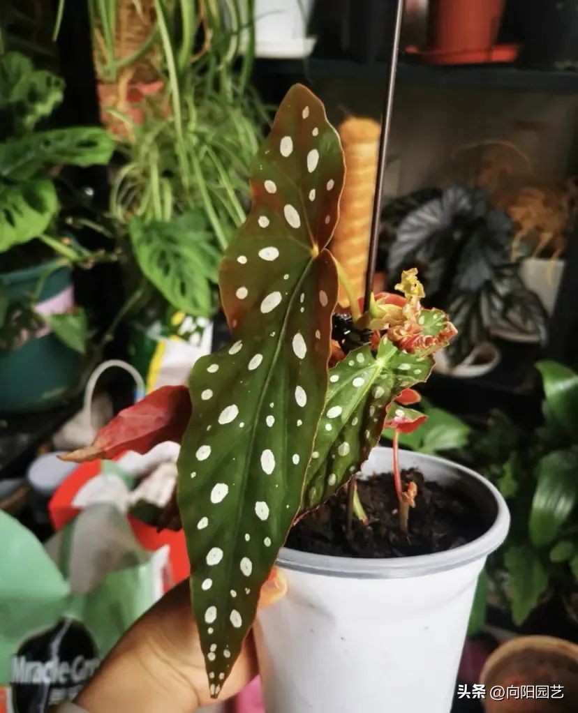 Thu hải đường cá hồi: Cây phong thủy cho người hay gặp may - Ảnh 9. Thu hải đường cá hồi: Cây phong thủy cho người hay gặp may - Ảnh 9.