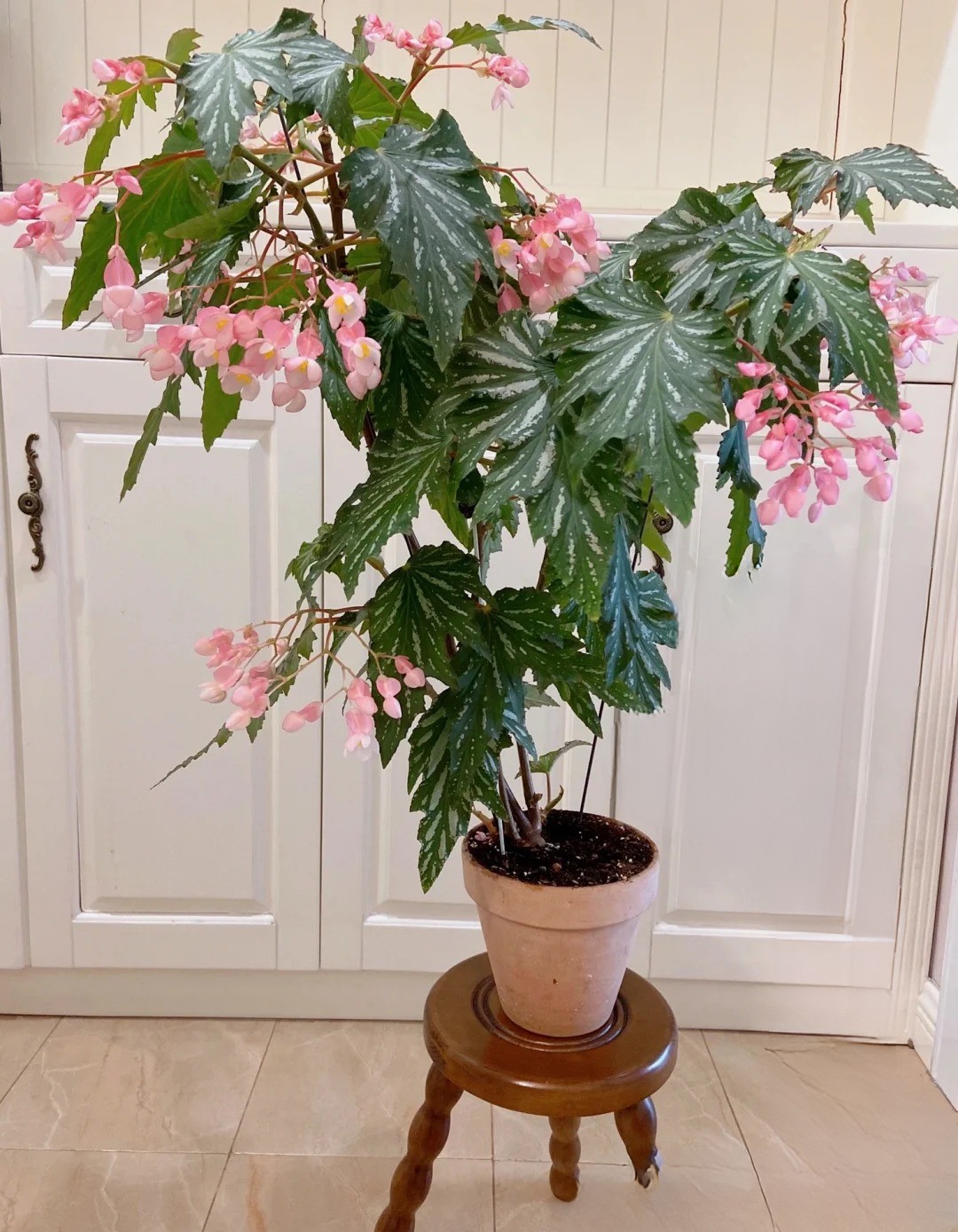 Thu hải đường cá hồi: Cây phong thủy cho người hay gặp may - Ảnh 12. Thu hải đường cá hồi: Cây phong thủy cho người hay gặp may - Ảnh 12.