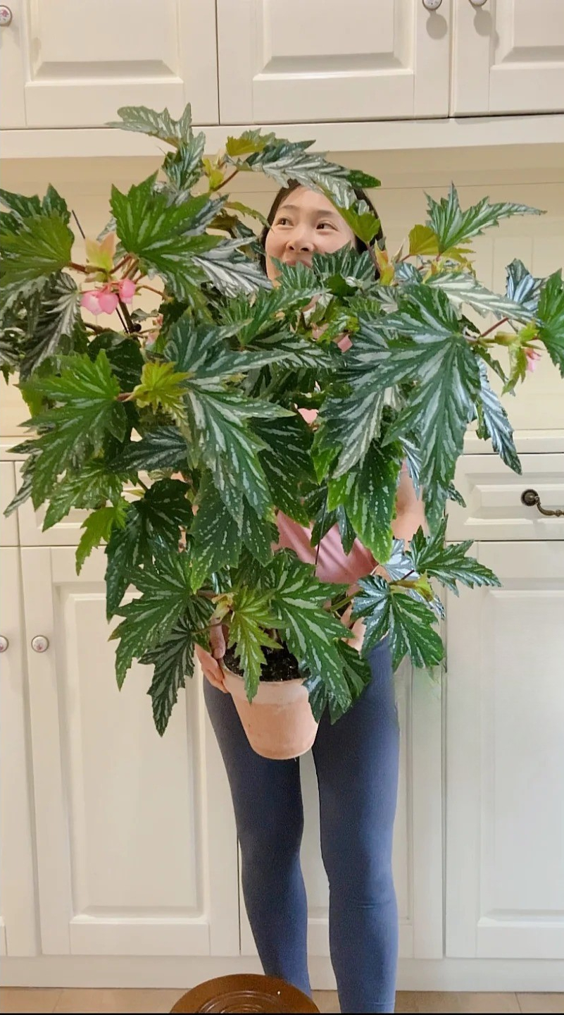 Thu hải đường cá hồi: Cây phong thủy cho người hay gặp may - Ảnh 13. Thu hải đường cá hồi: Cây phong thủy cho người hay gặp may - Ảnh 13.