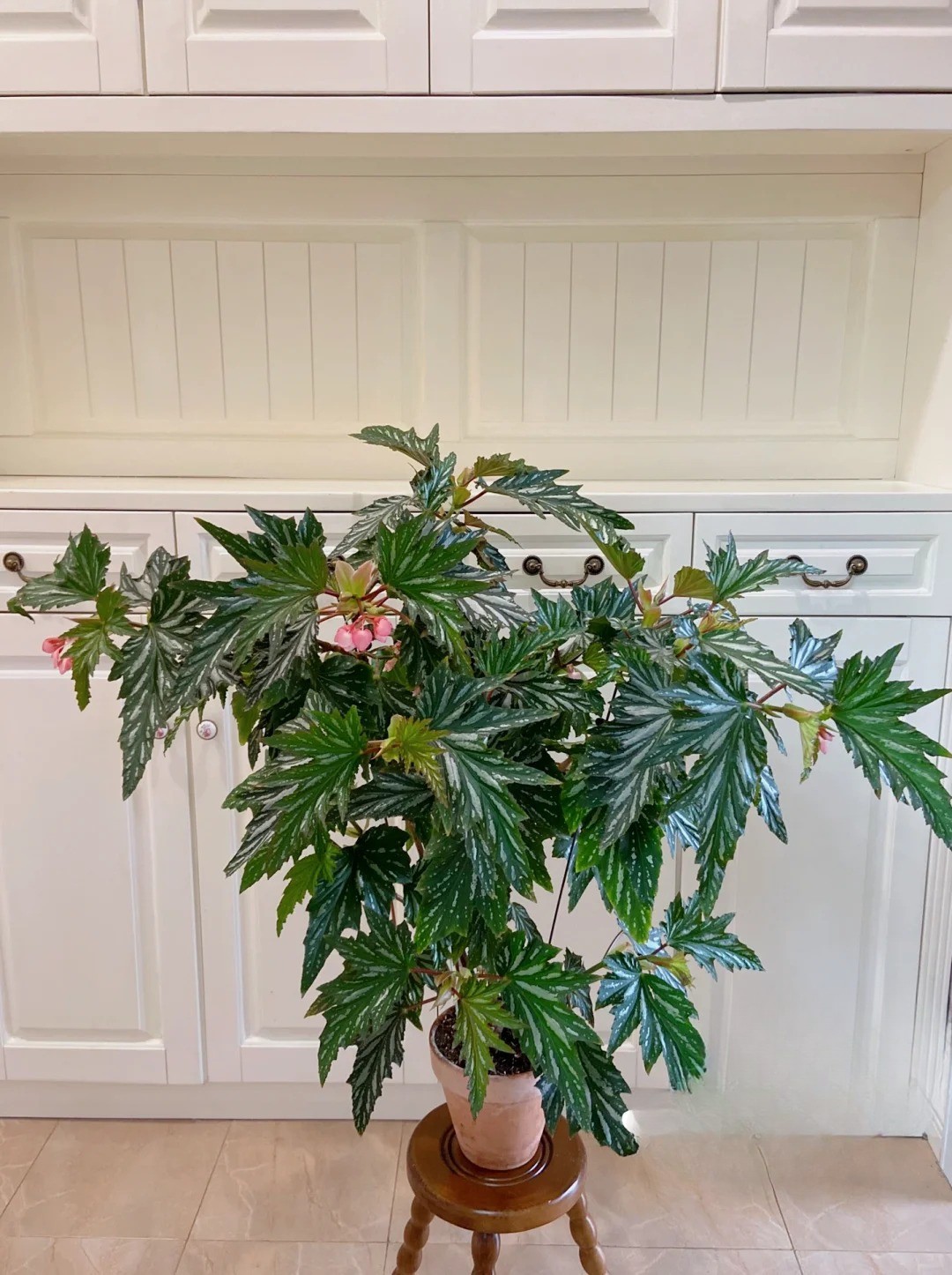 Thu hải đường cá hồi: Cây phong thủy cho người hay gặp may - Ảnh 11. Thu hải đường cá hồi: Cây phong thủy cho người hay gặp may - Ảnh 11.