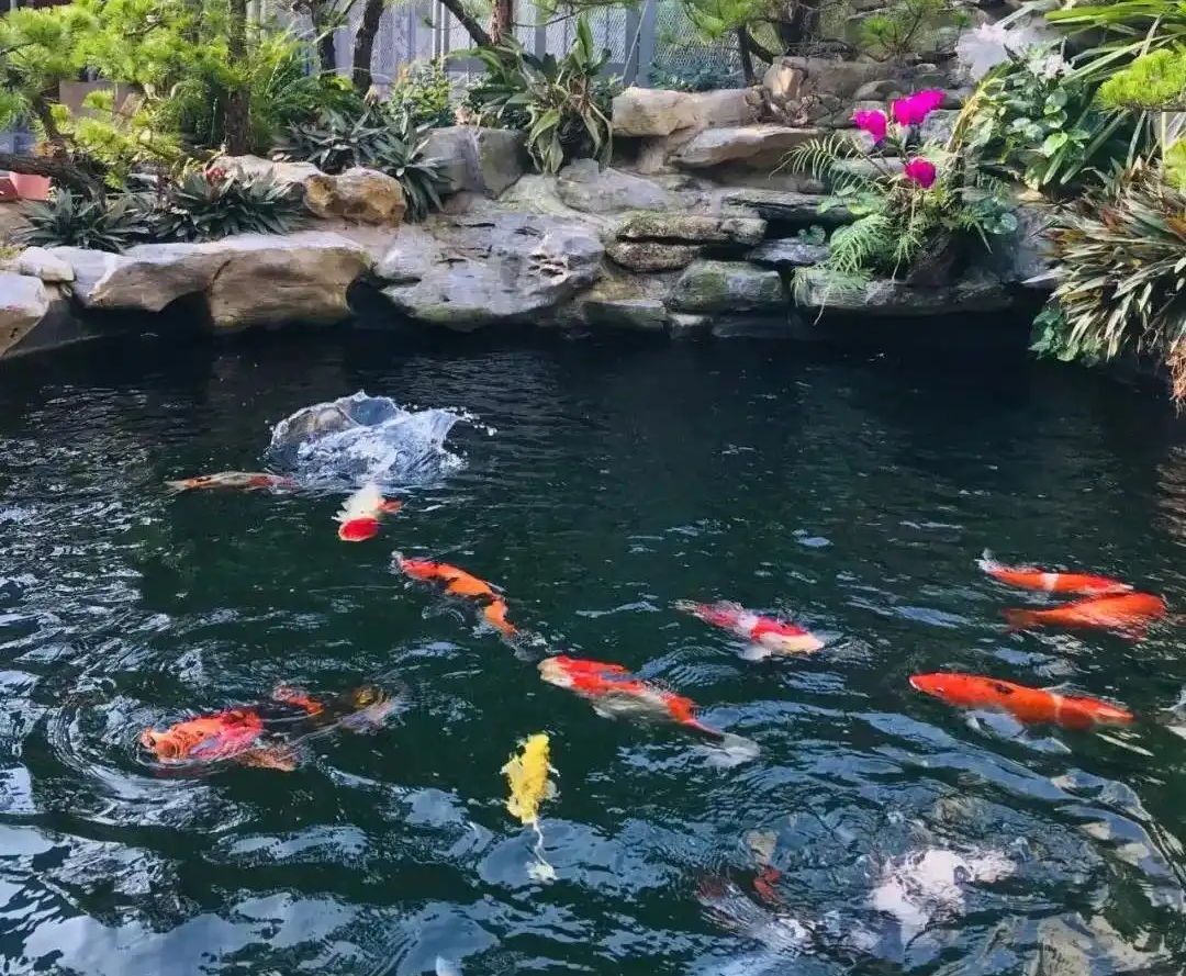 Đàn cá Koi trị giá 2,4 tỷ đồng bất ngờ trúng độc chết, người đàn ông kiện hàng xóm, tòa phán quyết: 1 bên phải đền bù toàn bộ- Ảnh 1. Đàn cá Koi trị giá 2,4 tỷ đồng bất ngờ trúng độc chết, người đàn ông kiện hàng xóm, tòa phán quyết: 1 bên phải đền bù toàn bộ- Ảnh 1.