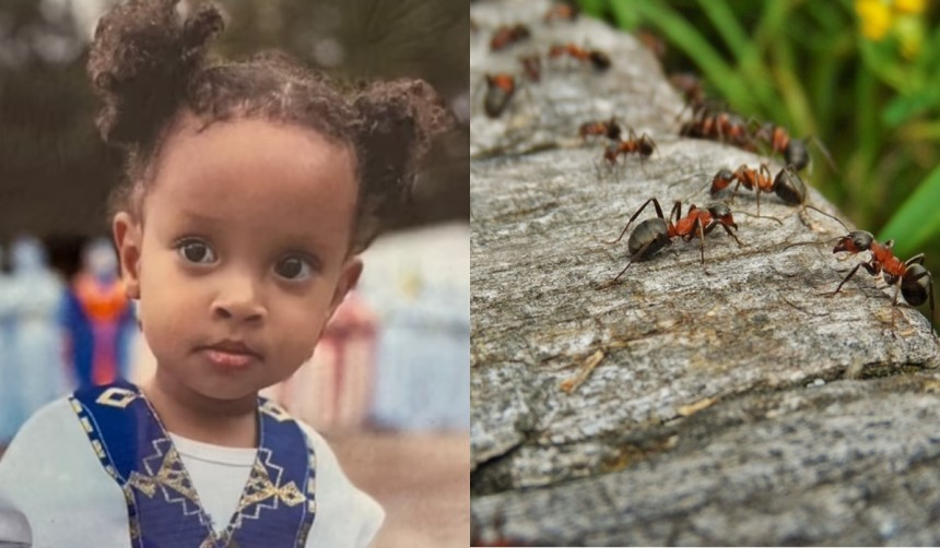 Bé gái 2 tuổi tử vong sau khi bị kiến cắn - Ảnh 1.