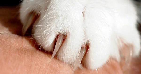 Bé trai 11 tuổi tử vong sau khi bị mèo cào, Bệnh viện Bạch Mai thông báo khẩn - Ảnh 3.