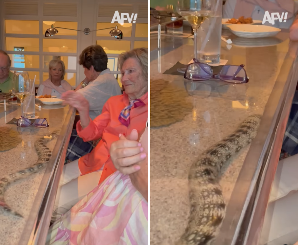 Đang ngồi c&agrave; ph&ecirc;, bất ngờ gặp sinh vật dưới b&agrave;n khiến kh&aacute;ch giật m&igrave;nh - Ảnh 2.