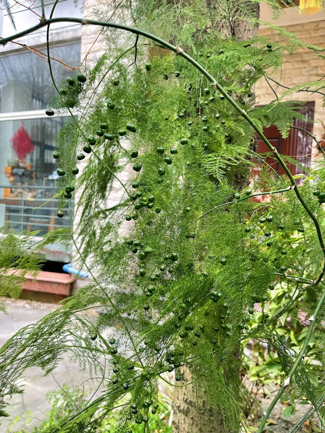 Lo&agrave;i c&acirc;y gi&aacute; v&agrave;i chục ngh&igrave;n n&agrave;y được người xưa rất chuộng: Trồng trong nh&agrave; kh&ocirc;ng chỉ thanh lọc kh&ocirc;ng kh&iacute; m&agrave; c&ograve;n h&uacute;t t&agrave;i lộc, vượng c&ocirc;ng danh- Ảnh 12.