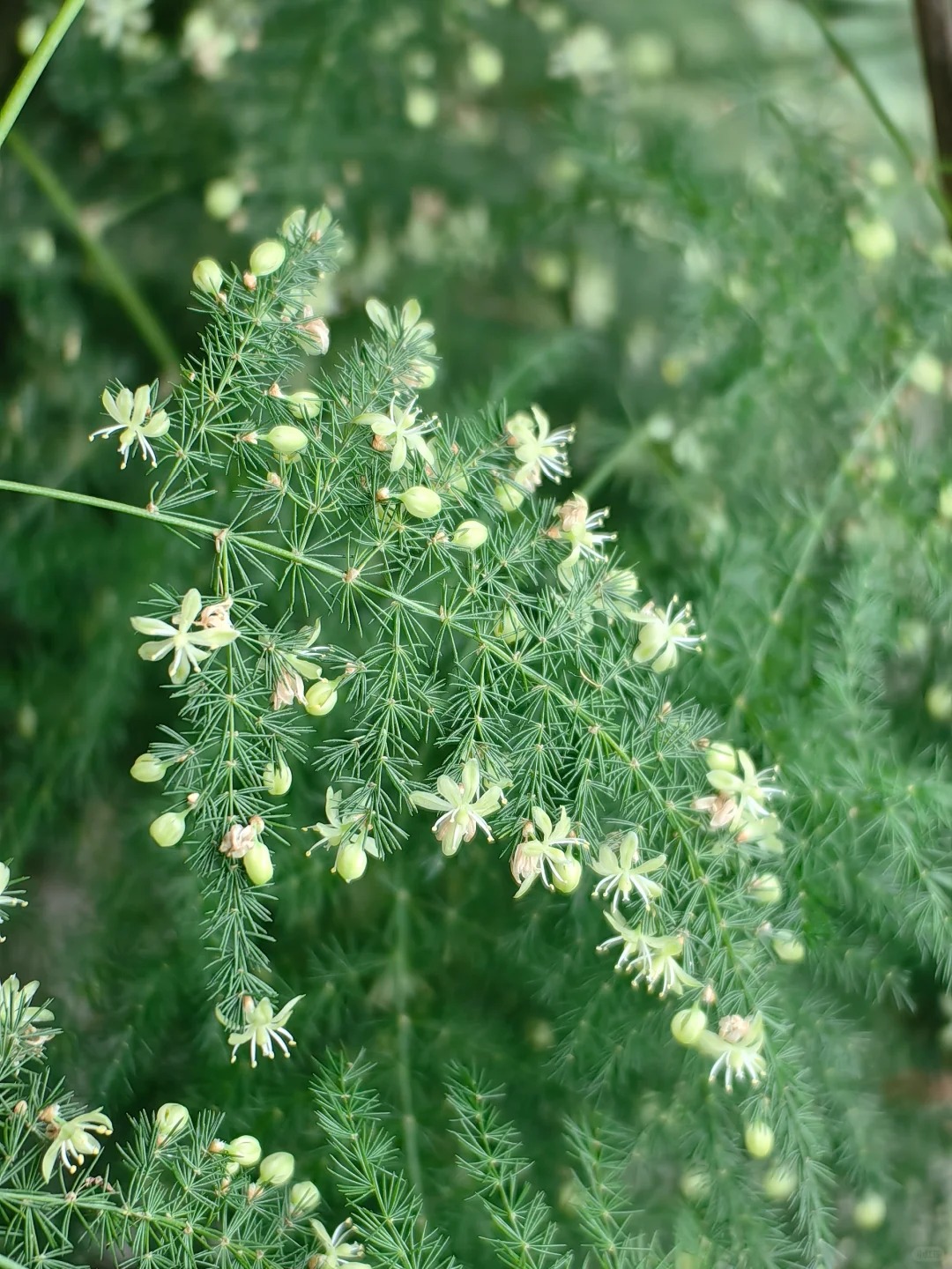 Lo&agrave;i c&acirc;y gi&aacute; v&agrave;i chục ngh&igrave;n n&agrave;y được người xưa rất chuộng: Trồng trong nh&agrave; kh&ocirc;ng chỉ thanh lọc kh&ocirc;ng kh&iacute; m&agrave; c&ograve;n h&uacute;t t&agrave;i lộc, vượng c&ocirc;ng danh- Ảnh 9.