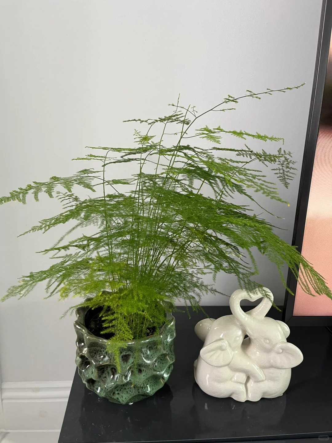 Lo&agrave;i c&acirc;y gi&aacute; v&agrave;i chục ngh&igrave;n n&agrave;y được người xưa rất chuộng: Trồng trong nh&agrave; kh&ocirc;ng chỉ thanh lọc kh&ocirc;ng kh&iacute; m&agrave; c&ograve;n h&uacute;t t&agrave;i lộc, vượng c&ocirc;ng danh- Ảnh 5.