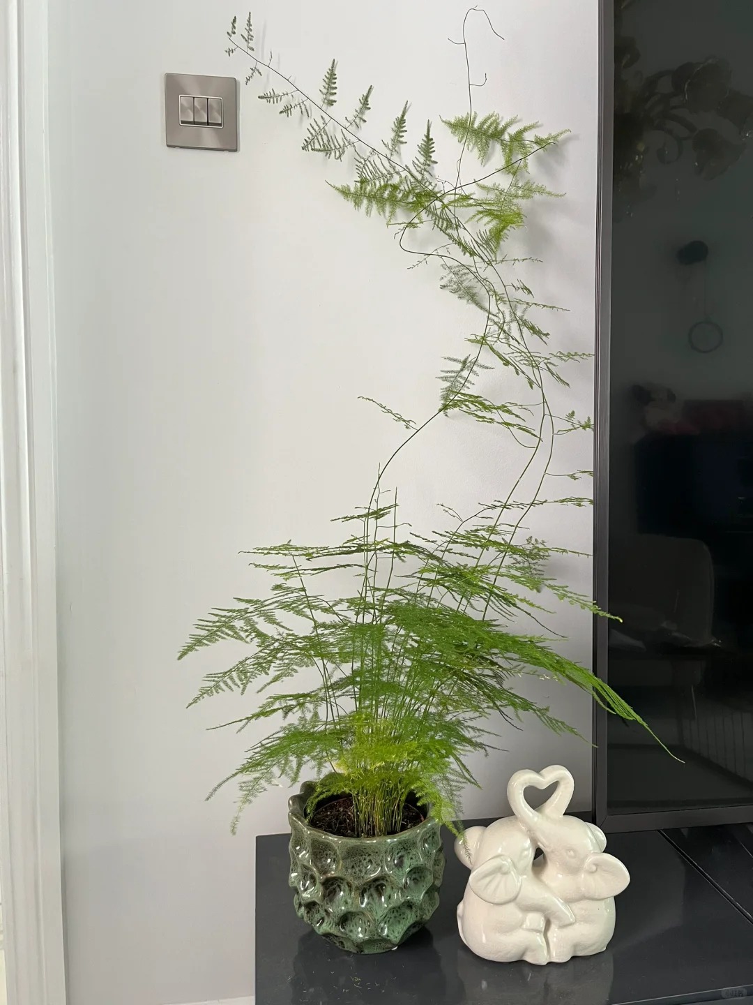 Lo&agrave;i c&acirc;y gi&aacute; v&agrave;i chục ngh&igrave;n n&agrave;y được người xưa rất chuộng: Trồng trong nh&agrave; kh&ocirc;ng chỉ thanh lọc kh&ocirc;ng kh&iacute; m&agrave; c&ograve;n h&uacute;t t&agrave;i lộc, vượng c&ocirc;ng danh- Ảnh 6.