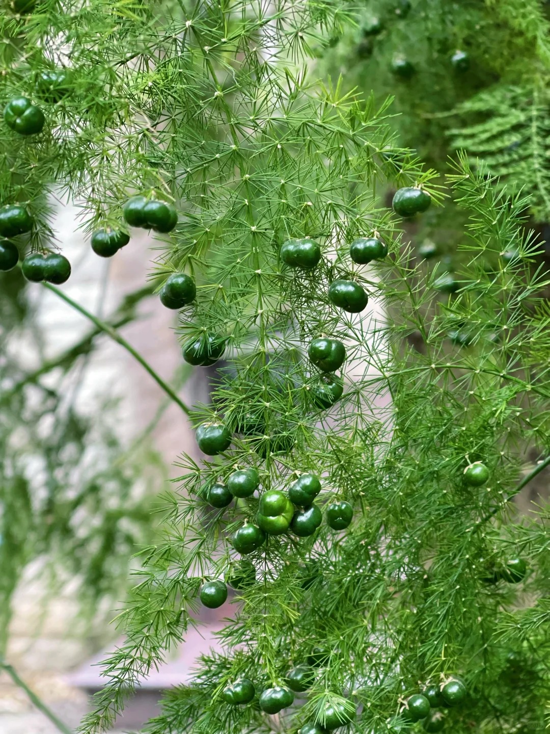 Lo&agrave;i c&acirc;y gi&aacute; v&agrave;i chục ngh&igrave;n n&agrave;y được người xưa rất chuộng: Trồng trong nh&agrave; kh&ocirc;ng chỉ thanh lọc kh&ocirc;ng kh&iacute; m&agrave; c&ograve;n h&uacute;t t&agrave;i lộc, vượng c&ocirc;ng danh- Ảnh 10.