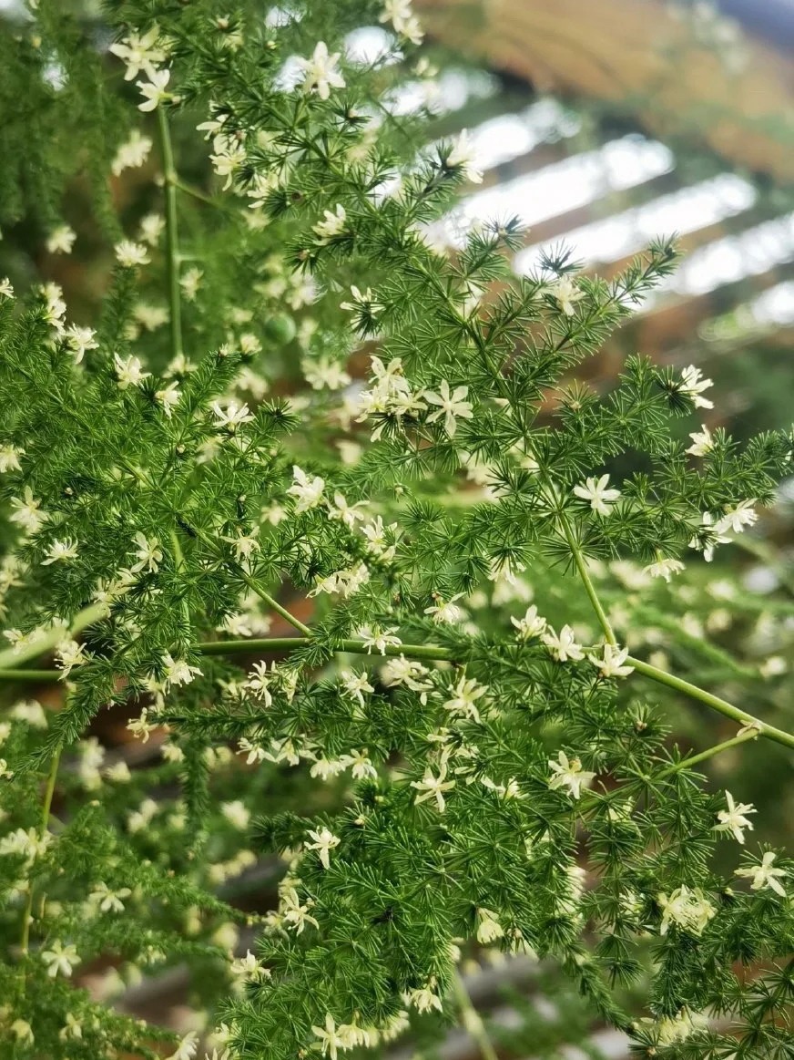 Lo&agrave;i c&acirc;y gi&aacute; v&agrave;i chục ngh&igrave;n n&agrave;y được người xưa rất chuộng: Trồng trong nh&agrave; kh&ocirc;ng chỉ thanh lọc kh&ocirc;ng kh&iacute; m&agrave; c&ograve;n h&uacute;t t&agrave;i lộc, vượng c&ocirc;ng danh- Ảnh 11.