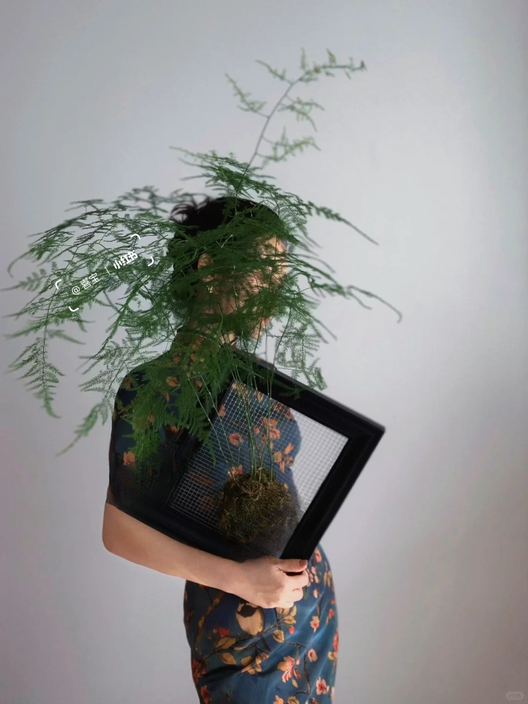 Lo&agrave;i c&acirc;y gi&aacute; v&agrave;i chục ngh&igrave;n n&agrave;y được người xưa rất chuộng: Trồng trong nh&agrave; kh&ocirc;ng chỉ thanh lọc kh&ocirc;ng kh&iacute; m&agrave; c&ograve;n h&uacute;t t&agrave;i lộc, vượng c&ocirc;ng danh- Ảnh 1.