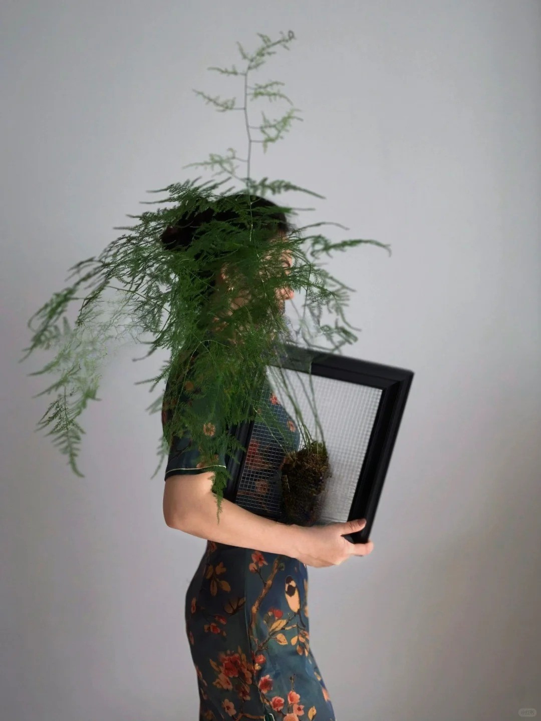 Lo&agrave;i c&acirc;y gi&aacute; v&agrave;i chục ngh&igrave;n n&agrave;y được người xưa rất chuộng: Trồng trong nh&agrave; kh&ocirc;ng chỉ thanh lọc kh&ocirc;ng kh&iacute; m&agrave; c&ograve;n h&uacute;t t&agrave;i lộc, vượng c&ocirc;ng danh- Ảnh 3.