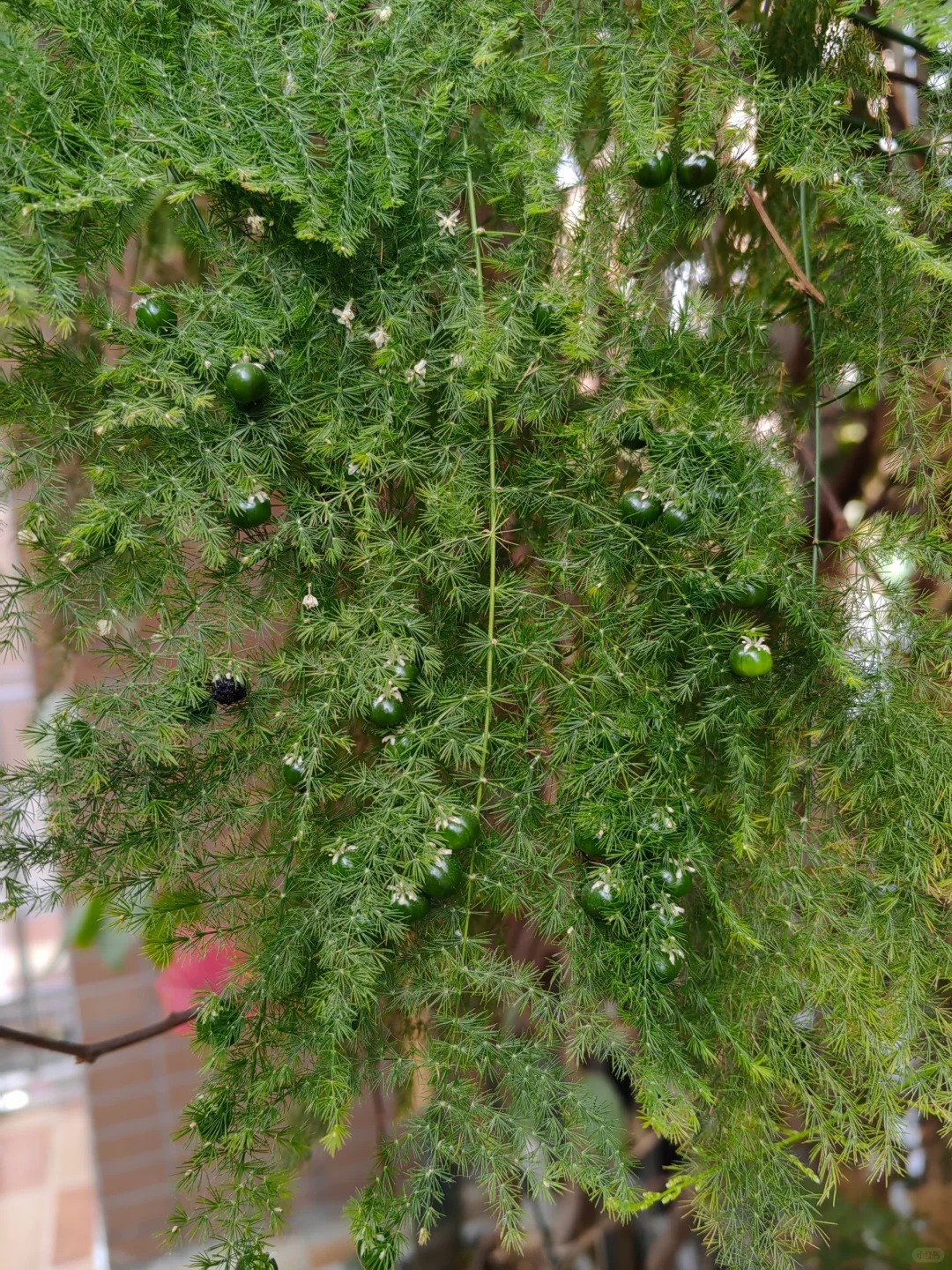 Lo&agrave;i c&acirc;y gi&aacute; v&agrave;i chục ngh&igrave;n n&agrave;y được người xưa rất chuộng: Trồng trong nh&agrave; kh&ocirc;ng chỉ thanh lọc kh&ocirc;ng kh&iacute; m&agrave; c&ograve;n h&uacute;t t&agrave;i lộc, vượng c&ocirc;ng danh- Ảnh 8.