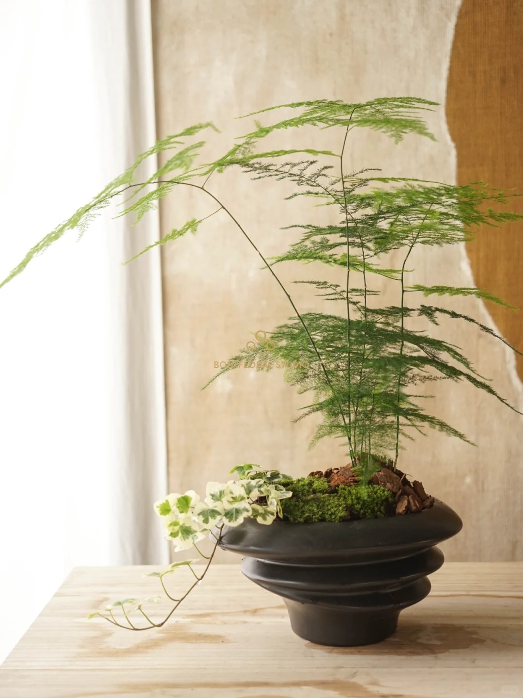 Lo&agrave;i c&acirc;y gi&aacute; v&agrave;i chục ngh&igrave;n n&agrave;y được người xưa rất chuộng: Trồng trong nh&agrave; kh&ocirc;ng chỉ thanh lọc kh&ocirc;ng kh&iacute; m&agrave; c&ograve;n h&uacute;t t&agrave;i lộc, vượng c&ocirc;ng danh- Ảnh 4.