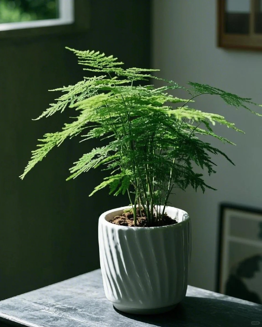 Lo&agrave;i c&acirc;y gi&aacute; v&agrave;i chục ngh&igrave;n n&agrave;y được người xưa rất chuộng: Trồng trong nh&agrave; kh&ocirc;ng chỉ thanh lọc kh&ocirc;ng kh&iacute; m&agrave; c&ograve;n h&uacute;t t&agrave;i lộc, vượng c&ocirc;ng danh- Ảnh 7.