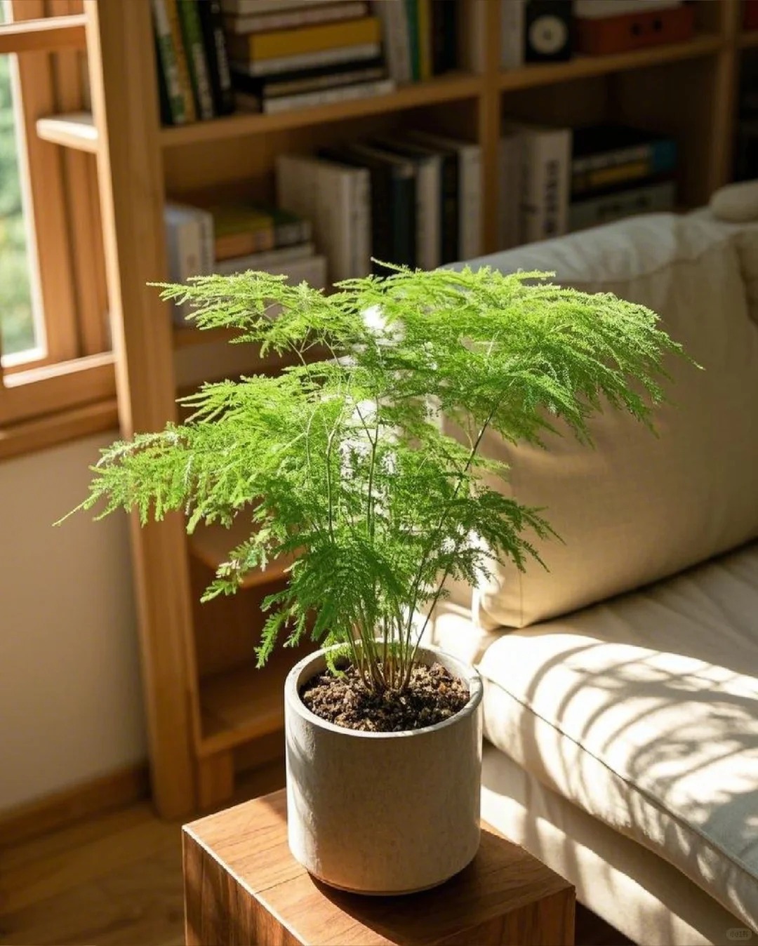 Lo&agrave;i c&acirc;y gi&aacute; v&agrave;i chục ngh&igrave;n n&agrave;y được người xưa rất chuộng: Trồng trong nh&agrave; kh&ocirc;ng chỉ thanh lọc kh&ocirc;ng kh&iacute; m&agrave; c&ograve;n h&uacute;t t&agrave;i lộc, vượng c&ocirc;ng danh- Ảnh 15.