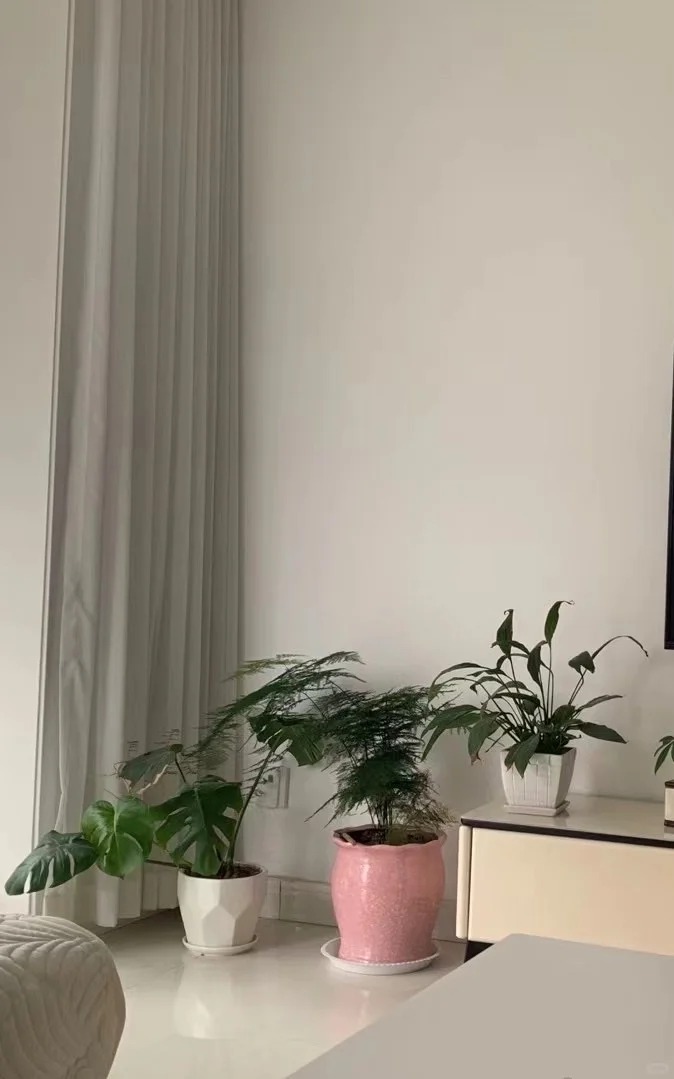 Lo&agrave;i c&acirc;y gi&aacute; v&agrave;i chục ngh&igrave;n n&agrave;y được người xưa rất chuộng: Trồng trong nh&agrave; kh&ocirc;ng chỉ thanh lọc kh&ocirc;ng kh&iacute; m&agrave; c&ograve;n h&uacute;t t&agrave;i lộc, vượng c&ocirc;ng danh- Ảnh 13.