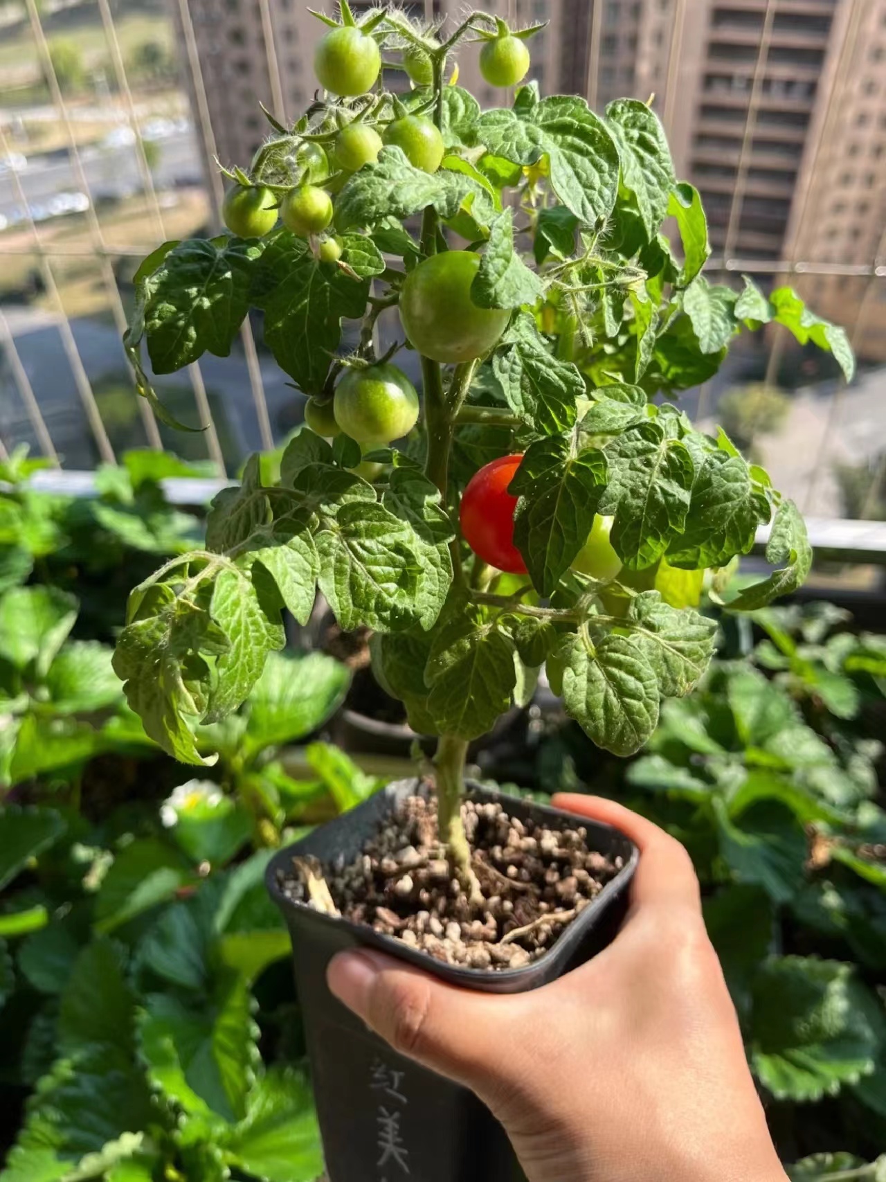 Người phụ nữ trung ni&ecirc;n bất ngờ "nổi như cồn" v&igrave; khu vườn tr&ecirc;n ban c&ocirc;ng chỉ rộng 9m2 nhưng trồng được rau xanh mướt, quả đỏ mọng! - Ảnh 11.