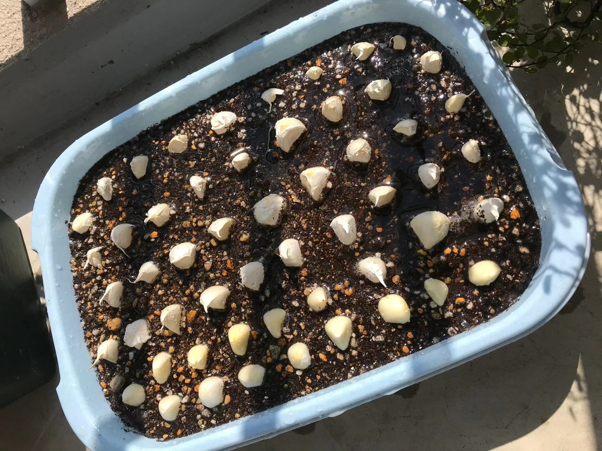 Người phụ nữ trung ni&ecirc;n bất ngờ "nổi như cồn" v&igrave; khu vườn tr&ecirc;n ban c&ocirc;ng chỉ rộng 9m2 nhưng trồng được rau xanh mướt, quả đỏ mọng! - Ảnh 6.