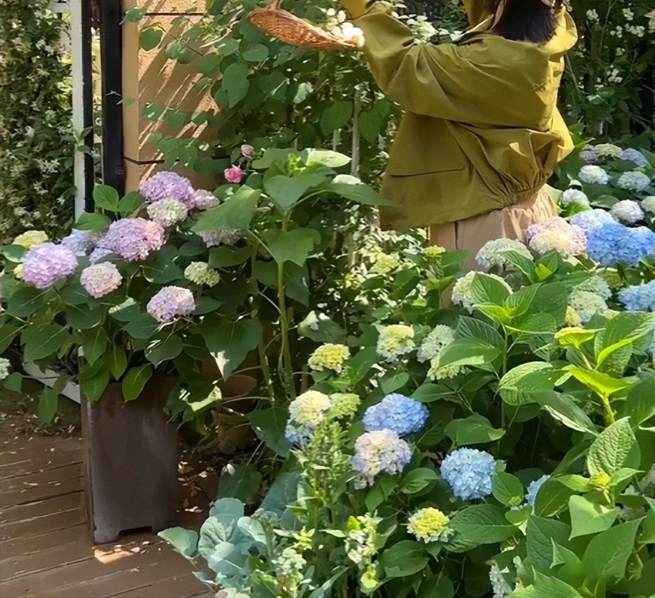 Cô gái 30 tuổi độc thân, sống một mình với khu vườn có 40.000 bông hồng- Ảnh 2. Cô gái 30 tuổi độc thân, sống một mình với khu vườn có 40.000 bông hồng- Ảnh 2.