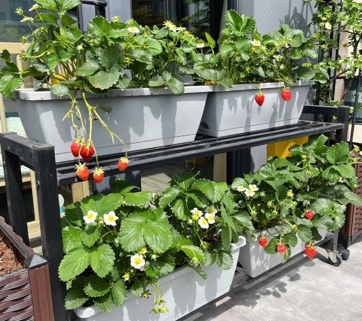 Người phụ nữ trung ni&ecirc;n bất ngờ "nổi như cồn" v&igrave; khu vườn tr&ecirc;n ban c&ocirc;ng chỉ rộng 9m2 nhưng trồng được rau xanh mướt, quả đỏ mọng! - Ảnh 8.