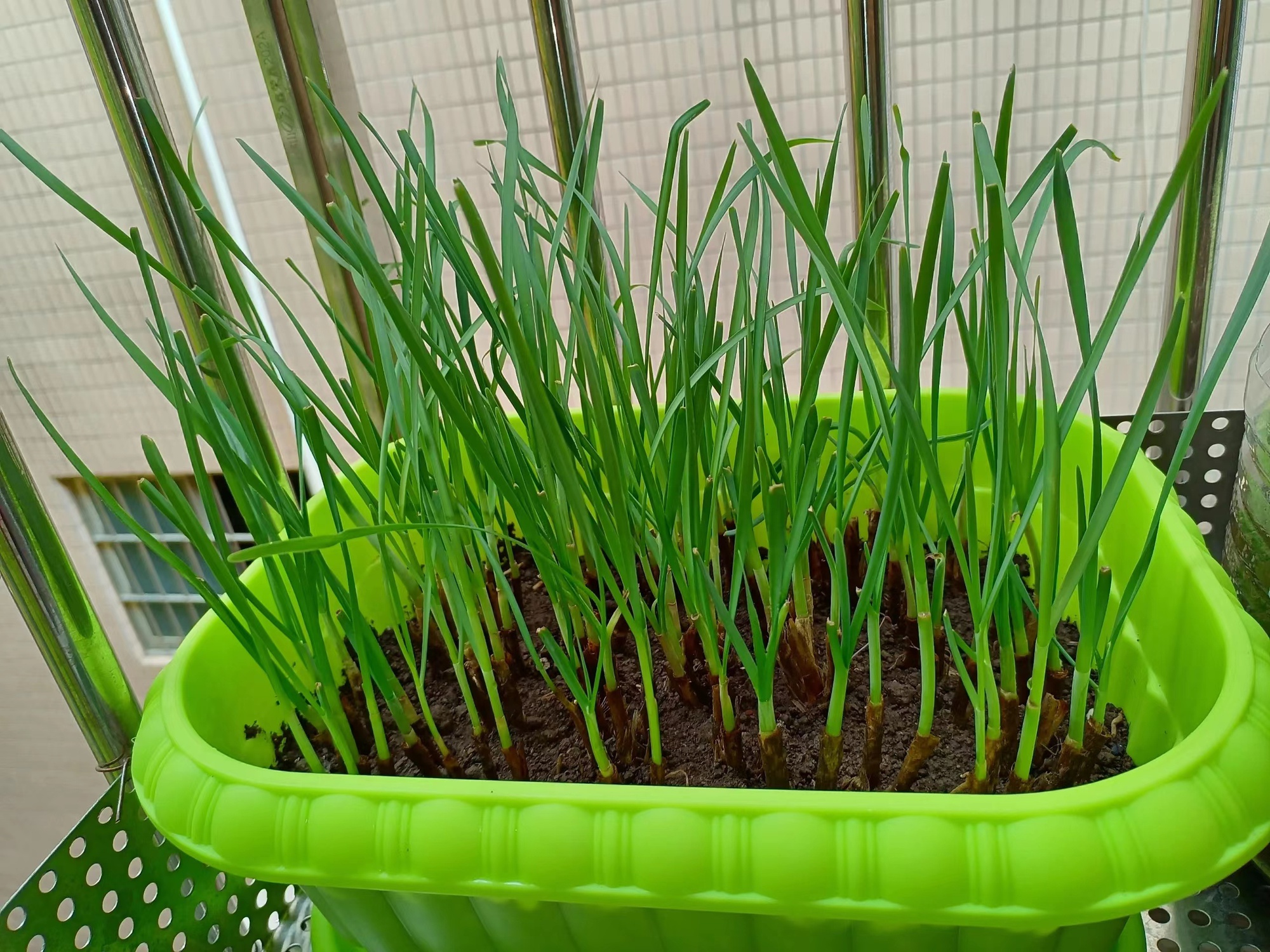 Người phụ nữ trung ni&ecirc;n bất ngờ "nổi như cồn" v&igrave; khu vườn tr&ecirc;n ban c&ocirc;ng chỉ rộng 9m2 nhưng trồng được rau xanh mướt, quả đỏ mọng! - Ảnh 2.