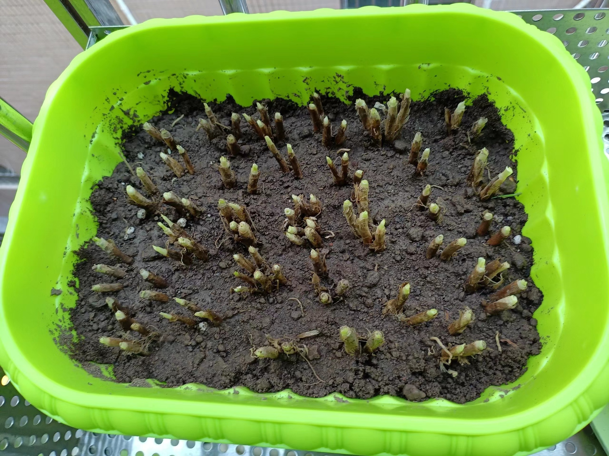 Người phụ nữ trung ni&ecirc;n bất ngờ "nổi như cồn" v&igrave; khu vườn tr&ecirc;n ban c&ocirc;ng chỉ rộng 9m2 nhưng trồng được rau xanh mướt, quả đỏ mọng! - Ảnh 4.