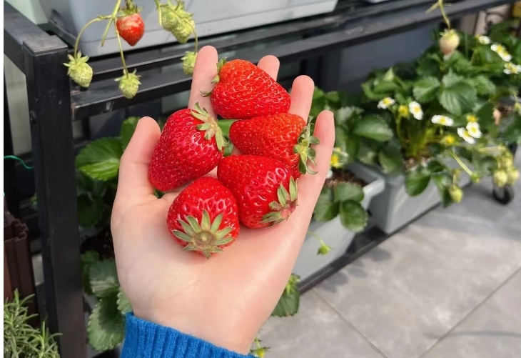 Người phụ nữ trung ni&ecirc;n bất ngờ "nổi như cồn" v&igrave; khu vườn tr&ecirc;n ban c&ocirc;ng chỉ rộng 9m2 nhưng trồng được rau xanh mướt, quả đỏ mọng! - Ảnh 10.