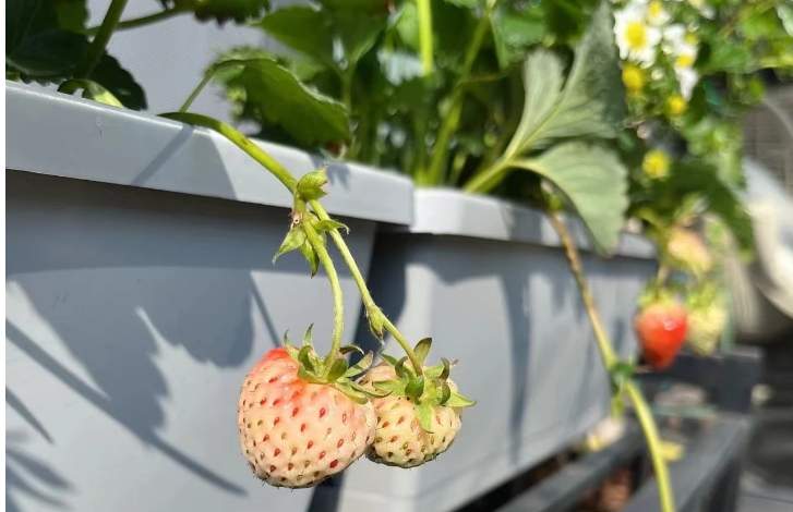 Người phụ nữ trung ni&ecirc;n bất ngờ "nổi như cồn" v&igrave; khu vườn tr&ecirc;n ban c&ocirc;ng chỉ rộng 9m2 nhưng trồng được rau xanh mướt, quả đỏ mọng! - Ảnh 9.