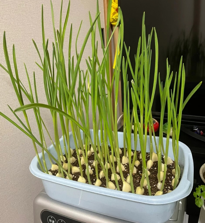 Người phụ nữ trung ni&ecirc;n bất ngờ "nổi như cồn" v&igrave; khu vườn tr&ecirc;n ban c&ocirc;ng chỉ rộng 9m2 nhưng trồng được rau xanh mướt, quả đỏ mọng! - Ảnh 7.