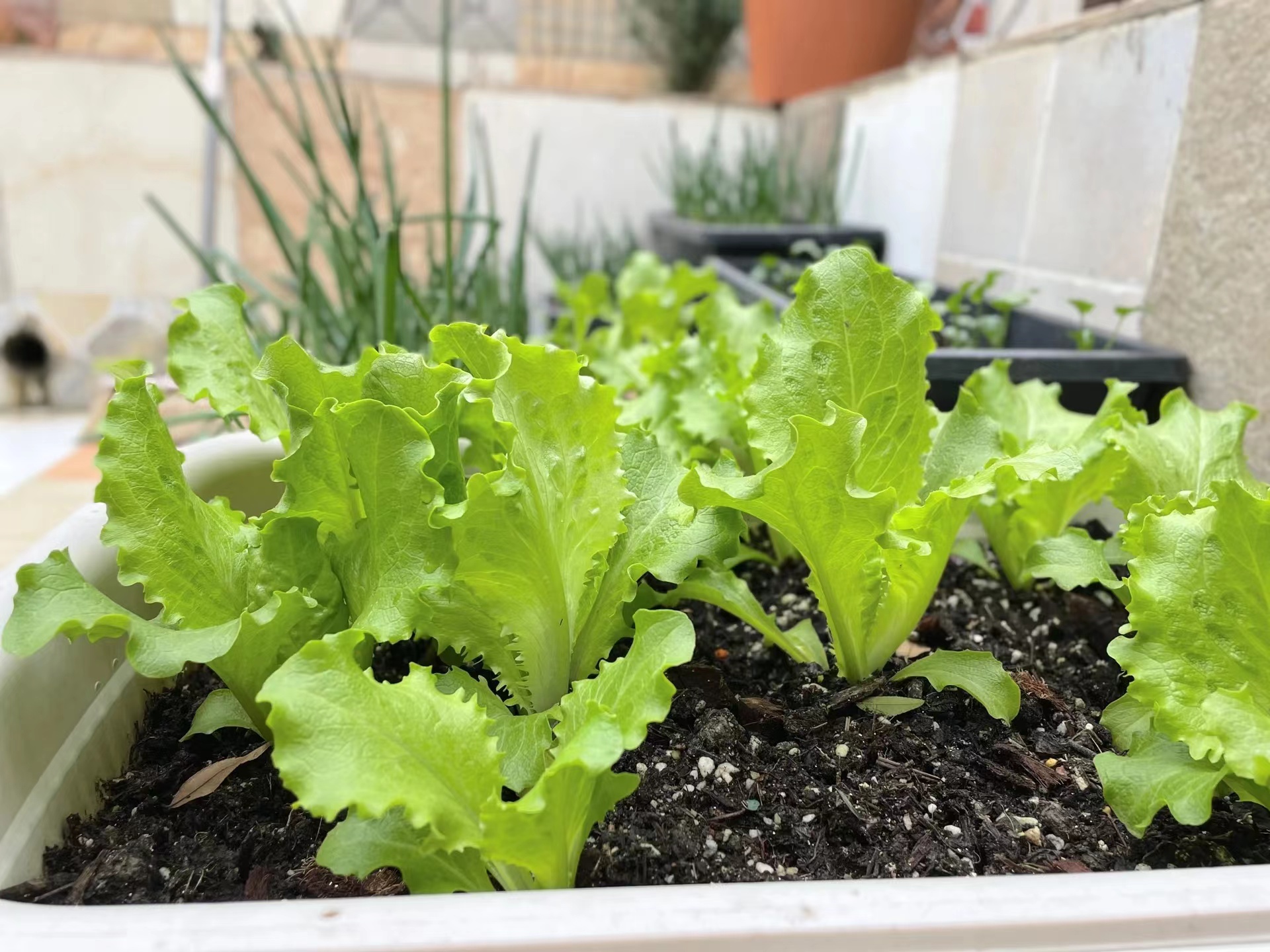 Người phụ nữ trung ni&ecirc;n bất ngờ "nổi như cồn" v&igrave; khu vườn tr&ecirc;n ban c&ocirc;ng chỉ rộng 9m2 nhưng trồng được rau xanh mướt, quả đỏ mọng! - Ảnh 5.