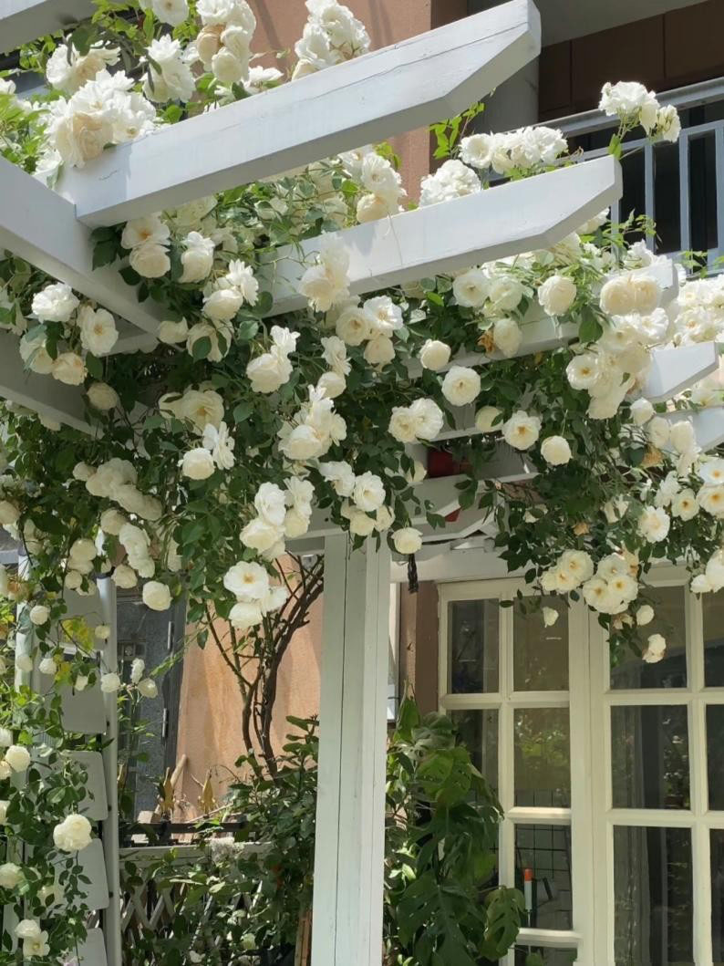 Cô gái 30 tuổi độc thân, sống một mình với khu vườn có 40.000 bông hồng- Ảnh 3. Cô gái 30 tuổi độc thân, sống một mình với khu vườn có 40.000 bông hồng- Ảnh 3.