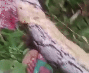 Ra vườn rau t&igrave;m mẹ, con trai bỗng h&eacute;t lớn rồi ng&atilde; quỵ: H&agrave;ng x&oacute;m chạy ra chứng kiến cảnh &aacute;m ảnh