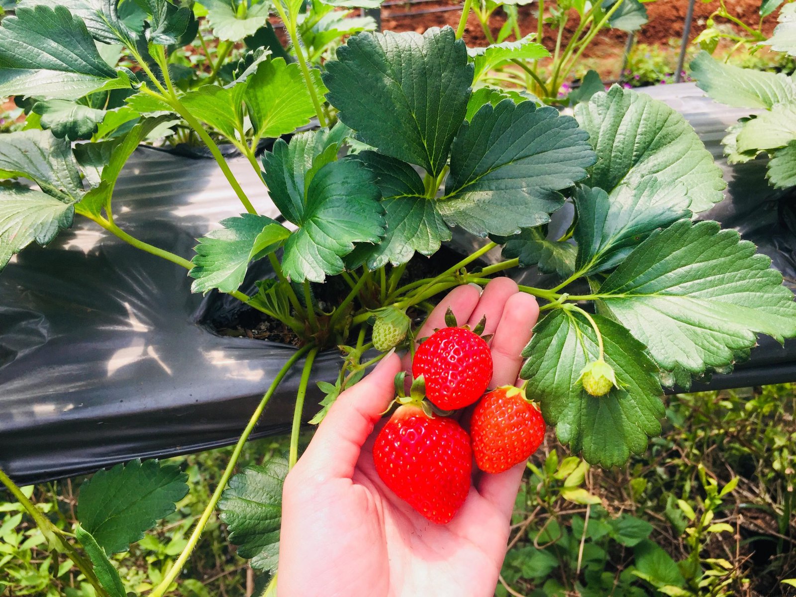 Không cần mỹ phẩm tiền triệu, “Tiểu Long Nữ” U60 trẻ đẹp như thiếu nữ nhờ loại trái cây bán đầy chợ, là "chiến binh" đẩy lùi lão hóa- Ảnh 5.