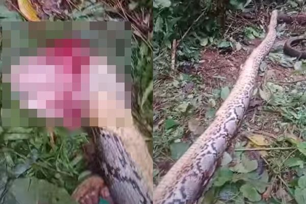 Trăn khổng lồ tấn công người phụ nữ 55 tuổi ngay trong vườn nhà - Ảnh 1.