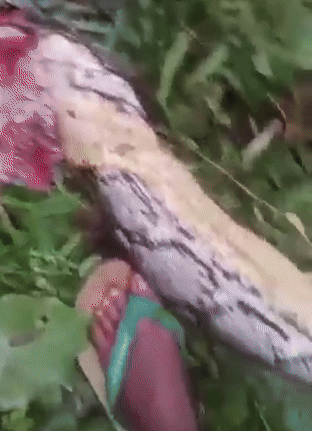 Trăn khổng lồ tấn công người phụ nữ 55 tuổi ngay trong vườn nhà - Ảnh 2.