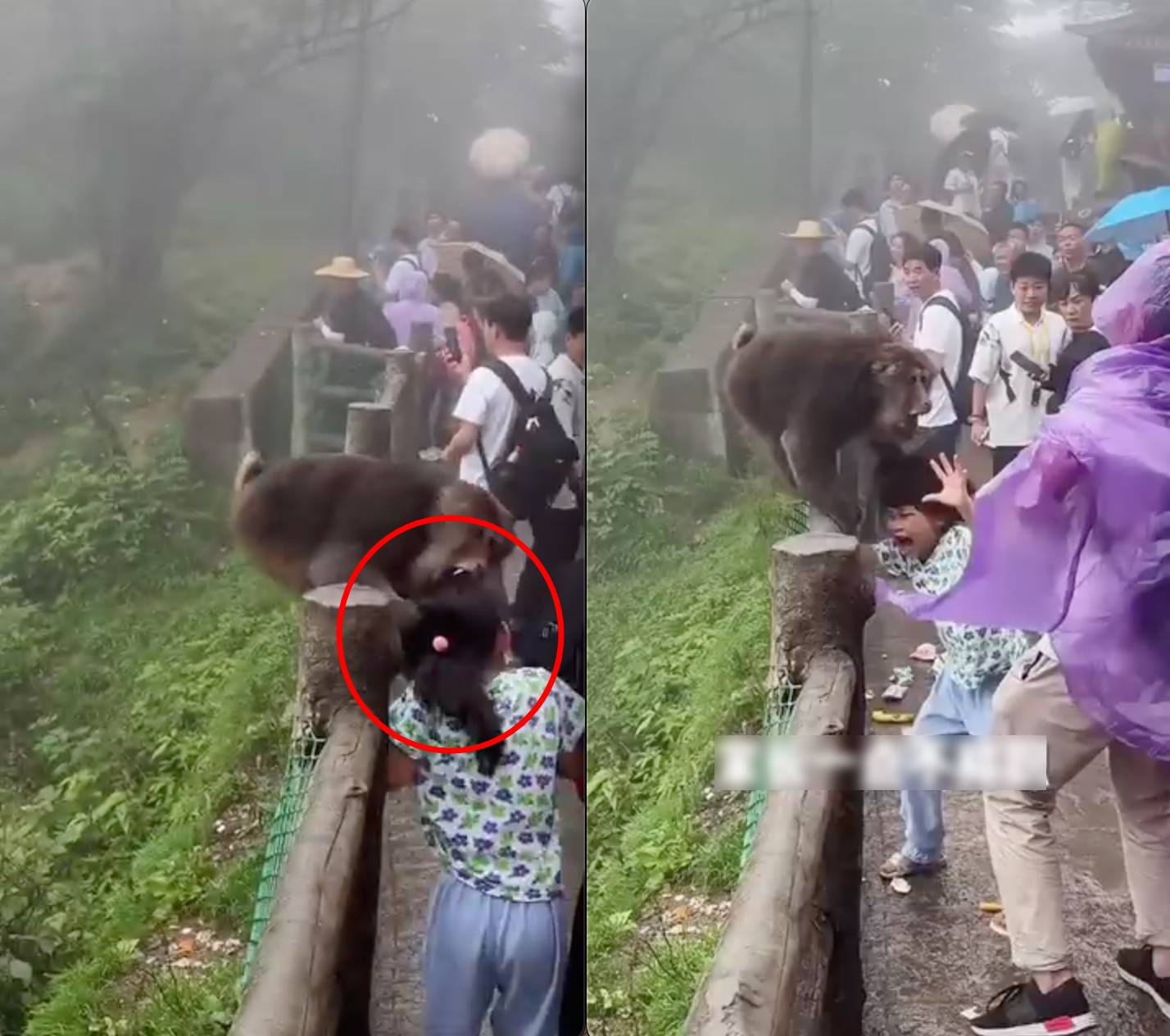 Bé gái bị khỉ túm tóc cắn vào đầu giữa vườn thú nhưng mọi người xung quanh chỉ đứng quay video khiến netizen bức xúc- Ảnh 1. Bé gái bị khỉ túm tóc cắn vào đầu giữa vườn thú nhưng mọi người xung quanh chỉ đứng quay video khiến netizen bức xúc- Ảnh 1.