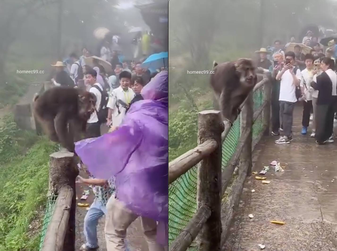 Bé gái bị khỉ túm tóc cắn vào đầu giữa vườn thú nhưng mọi người xung quanh chỉ đứng quay video khiến netizen bức xúc- Ảnh 2. Bé gái bị khỉ túm tóc cắn vào đầu giữa vườn thú nhưng mọi người xung quanh chỉ đứng quay video khiến netizen bức xúc- Ảnh 2.