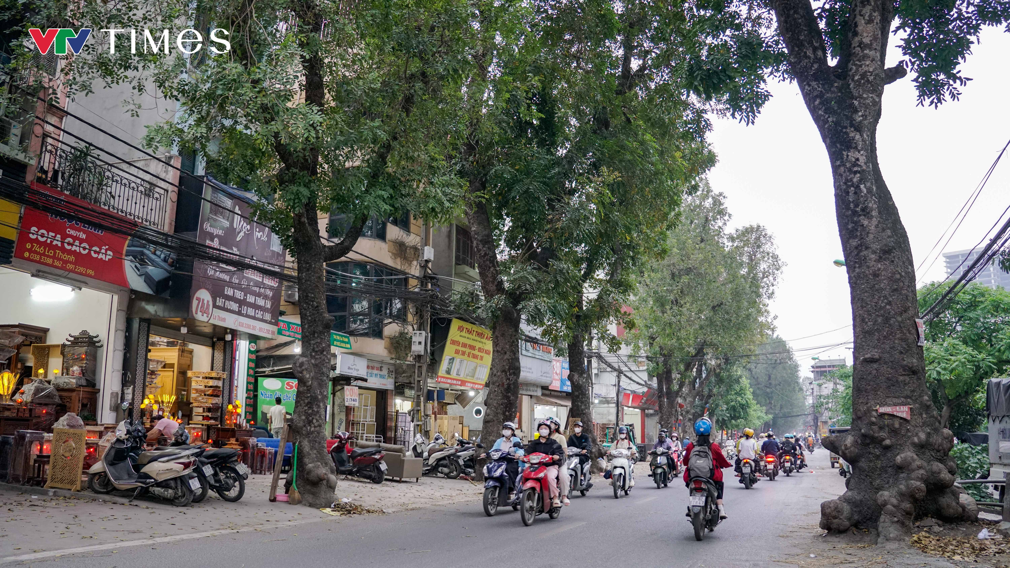 H&agrave; Nội: Dự kiến dịch chuyển, chặt hạ 357 c&acirc;y xanh để thi c&ocirc;ng đường Ho&agrave;ng Cầu - Voi Phục - Ảnh 9.