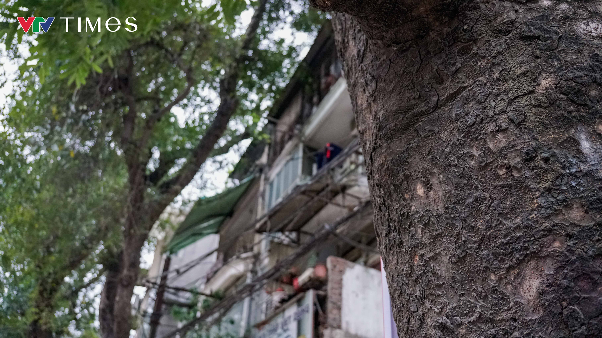 H&agrave; Nội: Dự kiến dịch chuyển, chặt hạ 357 c&acirc;y xanh để thi c&ocirc;ng đường Ho&agrave;ng Cầu - Voi Phục - Ảnh 6.