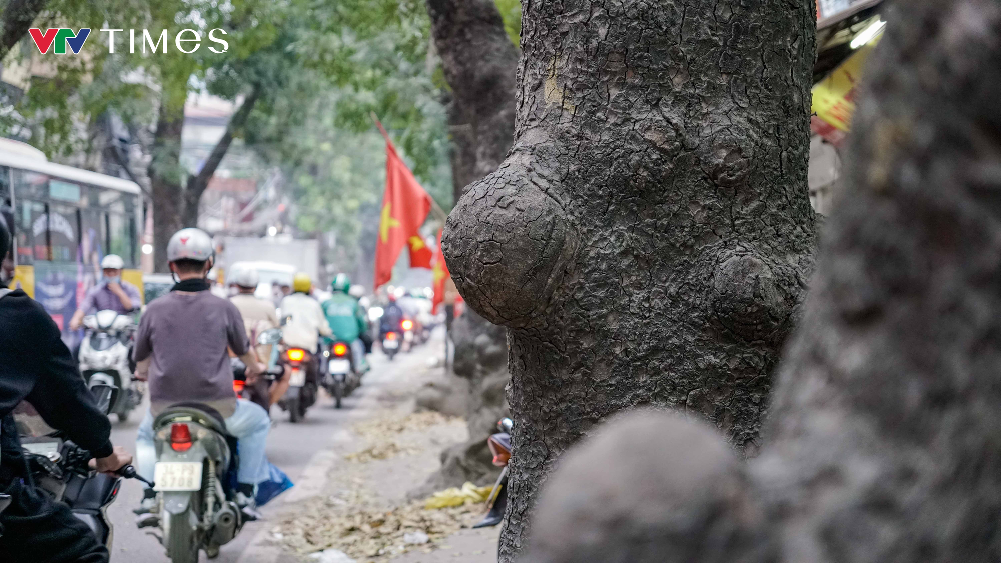H&agrave; Nội: Dự kiến dịch chuyển, chặt hạ 357 c&acirc;y xanh để thi c&ocirc;ng đường Ho&agrave;ng Cầu - Voi Phục - Ảnh 2.