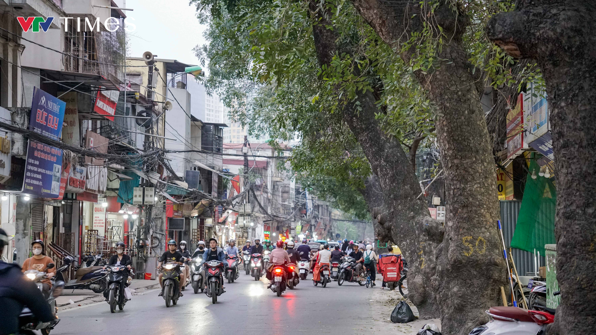 H&agrave; Nội: Dự kiến dịch chuyển, chặt hạ 357 c&acirc;y xanh để thi c&ocirc;ng đường Ho&agrave;ng Cầu - Voi Phục - Ảnh 4.