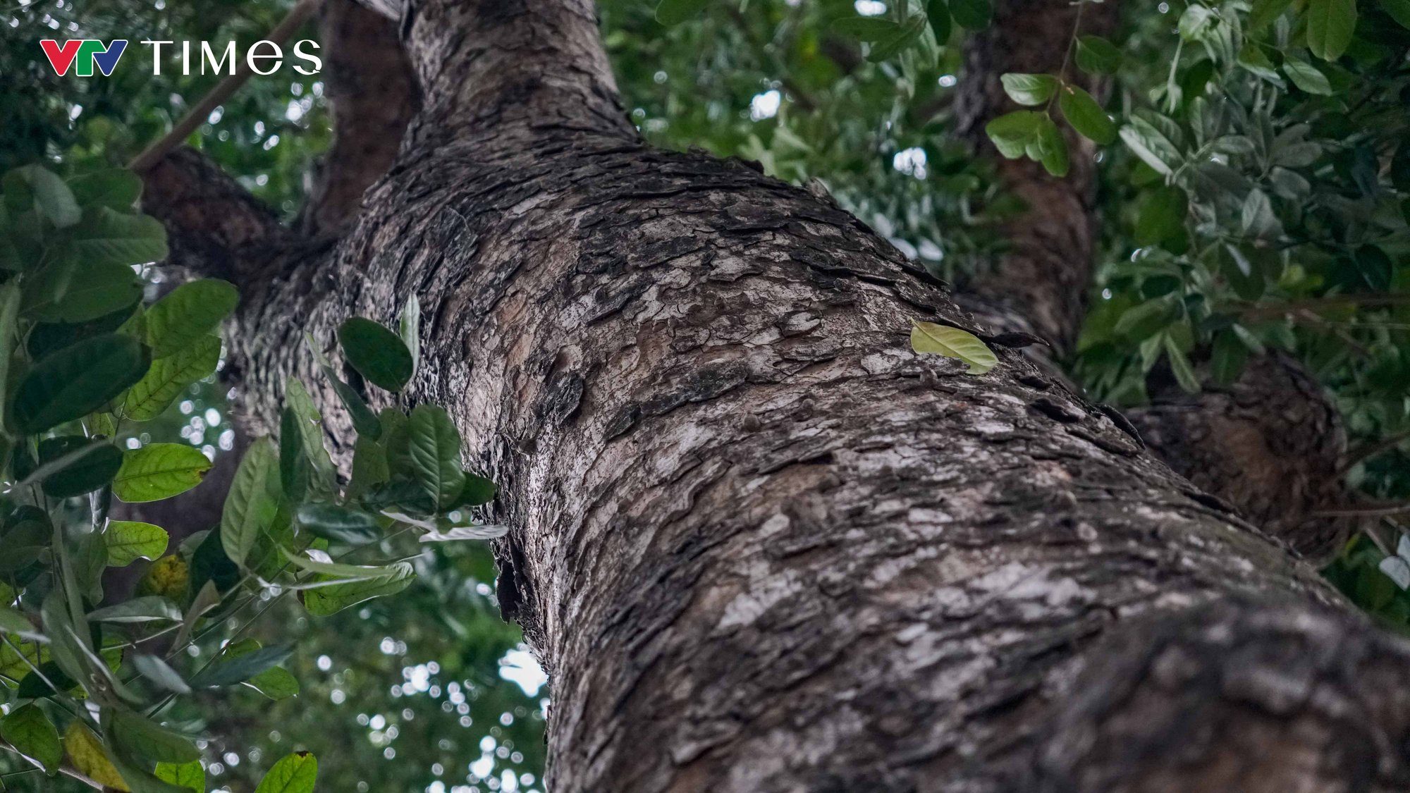 H&agrave; Nội: Dự kiến dịch chuyển, chặt hạ 357 c&acirc;y xanh để thi c&ocirc;ng đường Ho&agrave;ng Cầu - Voi Phục - Ảnh 5.