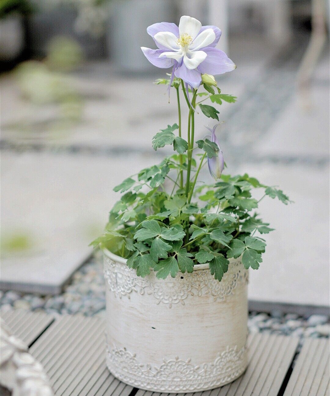 Chỉ vỏn vẹn 20m2 nhưng khu vườn sân thượng của đôi vợ chồng này như 1 "xứ sở thần tiên" thu nhỏ! - Ảnh 7.