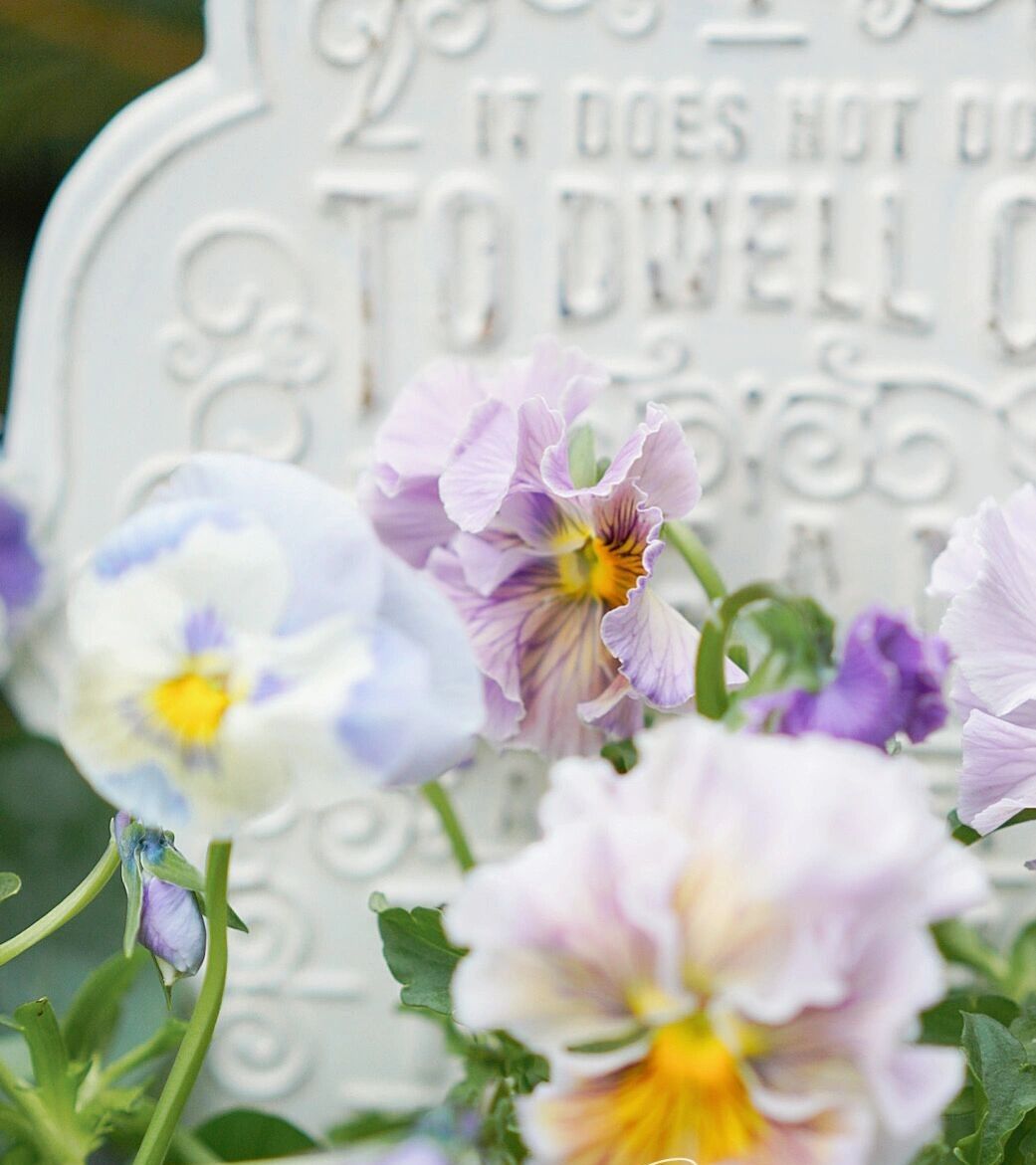 Chỉ vỏn vẹn 20m2 nhưng khu vườn sân thượng của đôi vợ chồng này như 1 "xứ sở thần tiên" thu nhỏ! - Ảnh 20.