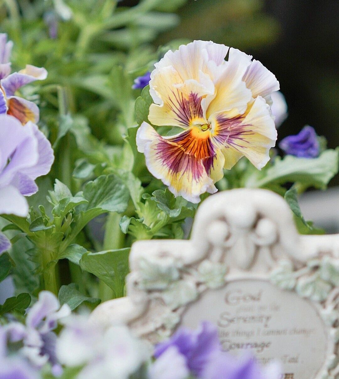 Chỉ vỏn vẹn 20m2 nhưng khu vườn sân thượng của đôi vợ chồng này như 1 "xứ sở thần tiên" thu nhỏ! - Ảnh 18.