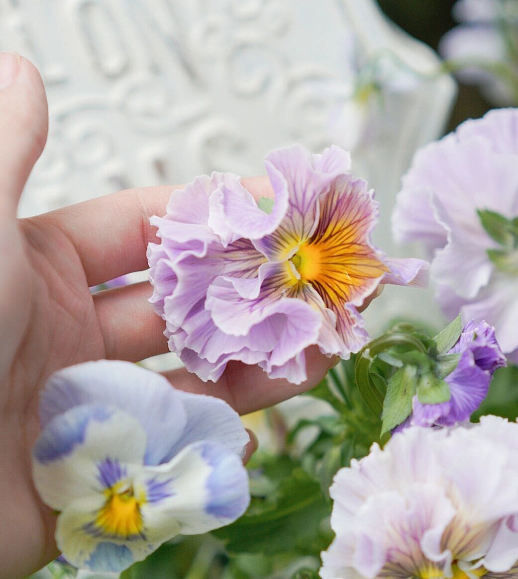 Chỉ vỏn vẹn 20m2 nhưng khu vườn sân thượng của đôi vợ chồng này như 1 "xứ sở thần tiên" thu nhỏ! - Ảnh 19.