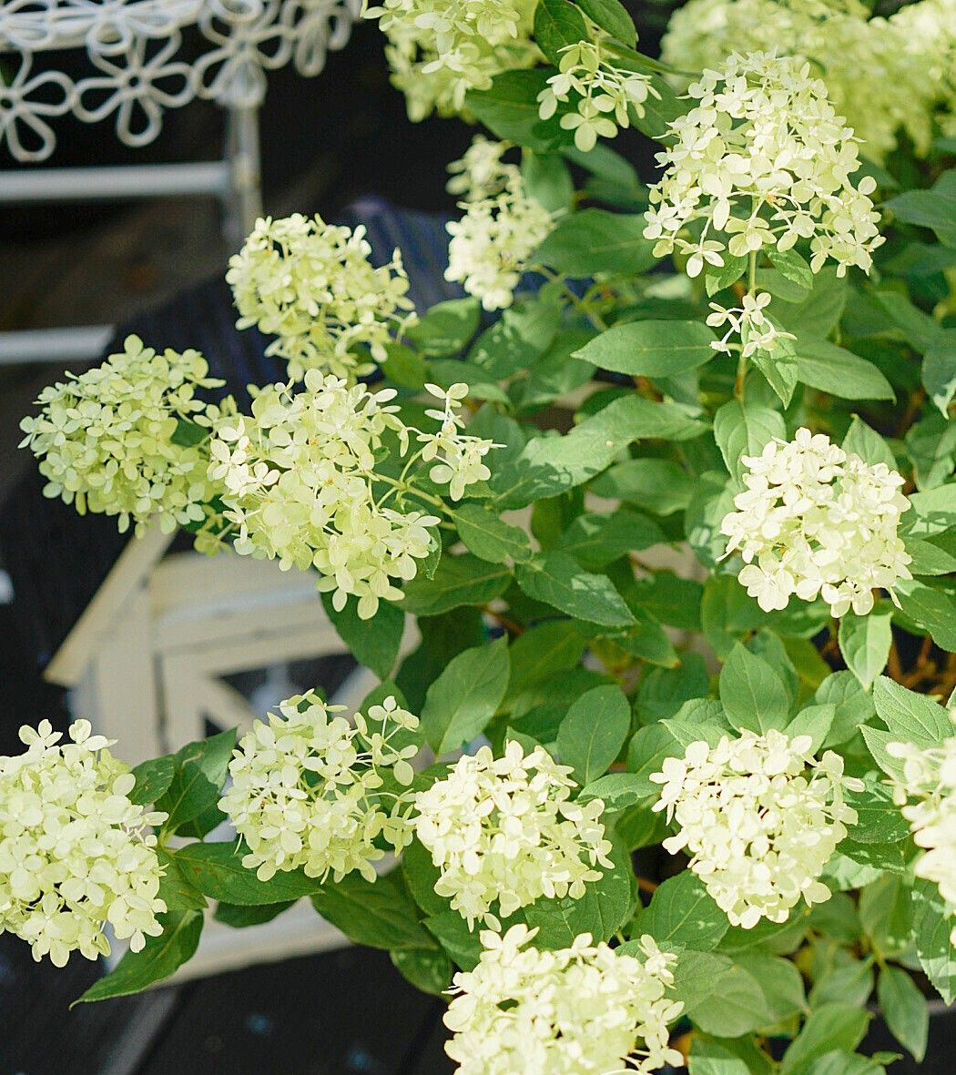 Chỉ vỏn vẹn 20m2 nhưng khu vườn sân thượng của đôi vợ chồng này như 1 "xứ sở thần tiên" thu nhỏ! - Ảnh 2.